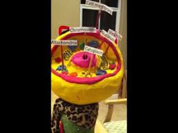Organizing microtubules and thus providing cell shape. 3d Animal Cell Project Youtube