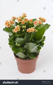Image result for Kalanchoe rosalina