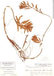 Image result for Laurembergia tetrandra