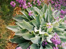 We did not find results for: Easy Groundcovers For Your Garden Better Homes Gardens