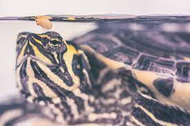Reasons Why My Turtle Isn T Eating Lovetoknow