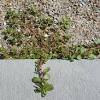 Pilosa) is a native growing scattered in the southwestern portion of the state north to jackson county; 1