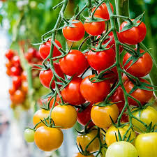 Soil pH for Tomatoes: Best Levels, Testing & Adjustment Tips | Rutom Bio.