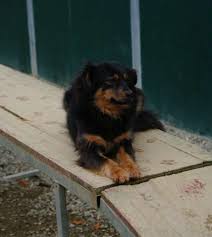 Hill highlights the way forward for bidc. Biba Hundehilfe Mariechen