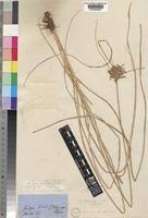 Image result for Cyperus maculatus