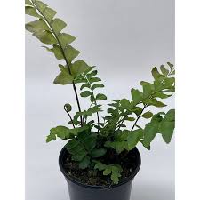 Image result for Didymochlaena truncatula