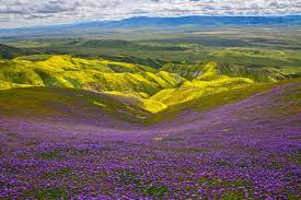 These are troublesome to grow, but their flavor and texture is unrivaled. Spring In California 17 Places To Find Wildflowers And Flower Fields California Crossroads