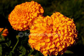 African Marigold Orange Flower Show Flowers Marigold