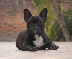 Gia is the perfect little girl. Valley High French Bulldogs Home Facebook