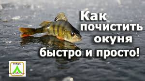 как быстро почистить окуня от чешуи в домашних условиях Kak Pochistit Okunya Bystro I Prosto Youtube