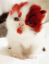 Pin By Cindy B On Cats Kittens Cute Cats And Kittens Pretty Cats Cute Cats