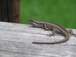 Image result for Stipularia africana