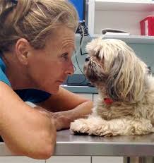 Poison in jerky treats for pets a mystery; FDA seeks help