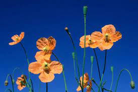 Papaver Aculeatum South African Flowers African Plants African Flowers