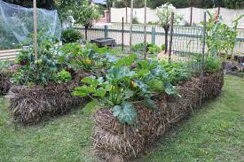 Tamp it down, make it smooth and water lightly. Guest Post Straw Bale Gardening Gardening 4 Kids
