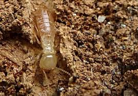 Unfinished basements and crawl spaces often serve as an ideal breeding ground for insects. How To Identify And Deal With Basement Bugs Dengarden