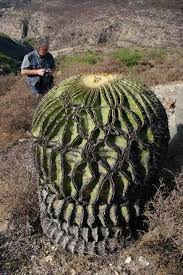 Cactus plant facts you probably know the cactus as a spiky green plant that grows in the desert. Pin By Russ On Plants Cactus Plants Planting Succulents Trees To Plant