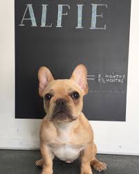 Sahibinden ücretsiz veya satılık french bulldog ilanları ve french bulldog fiyatları hakkında bilgi alın, sahiplenme yapın. Pin On French Bulldogs