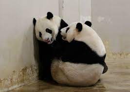 Jia jia kai kai baby. Giant Panda Jia Jia Received Artificial Insemination After Failed Mating Attempt With Kai Kai Singapore News Asiaone