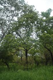 Image result for Terminalia sambesiaca