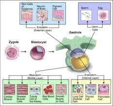 Image result for Embryology