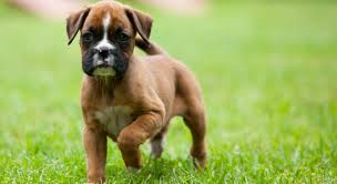 Out of state adoptions are allowed as long as you are within the 3 hour radius. How Much Does Boxer Puppy Cost
