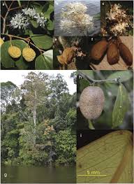 Image result for Micklethwaitia carvalhoi