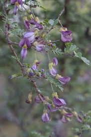 Image result for Ormocarpum trichocarpum