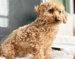 A doxiepoo is a mix of a dachshund and a poodle, or, rarely, the offspring of two doxie/poodle mixes bred with each other. 30 Popular Dachshund Mixes Which One Is Right For You K9 Web