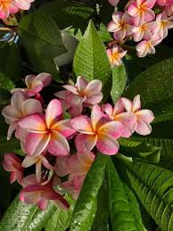 Plumeria Plumeria Flowers Frangipani
