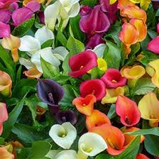 Most popular types of lilies. Calla Lily Flower Bulbs American Meadows