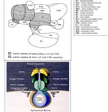 Schematic Drawing Of Hypothalamic Nuclei And Pituitary From The Side Download Scientific Diagram And do tell me on. of hypothalamic nuclei and pituitary