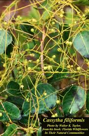 Image result for Cassytha filiformis