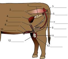 The diagram below shows the female reproductive system. Https Dese Mo Gov Sites Default Files Aged Animal Repro Instructor Guide 0 Pdf