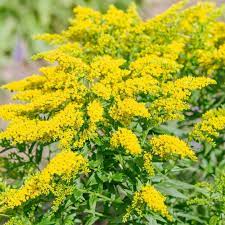 10 Shocking Facts About Flower Goldenrod Solidago Flower Goldenrod Solidago Https Ift Tt 2yjx40m Goldenrod Flower Flower Seeds Amazing Flowers
