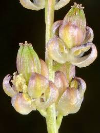 Image result for Triglochin