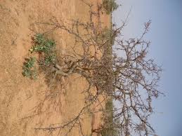 Image result for Commiphora africana