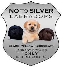 Maybe you would like to learn more about one of these? Empress Labradors Illinois Labrador Retrievers Breeder Puppies Labs