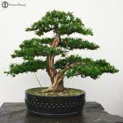 Trees used for bonsai may be evergreen, deciduous, coniferous or fruiting. Outdoor Bonsai Trees Herons Bonsai Uk Bonsai Tree
