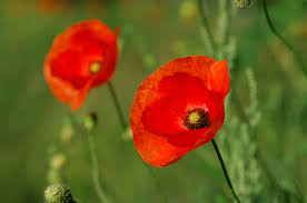 This article may contain major plot or ending details. Botanikus Klatsch Mohn Klatschmohn