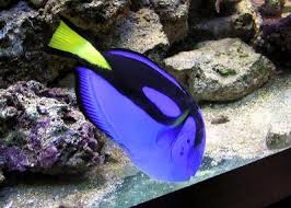 Maybe you would like to learn more about one of these? Paracanthurus Hepatus Chirurgul Regal Specii Pesti De Apa Sarata 4animale Ro