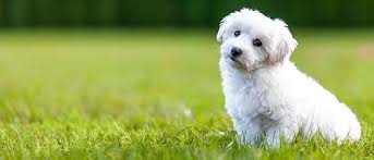The teacup bichon frise is highly intelligent, making it an easy breed to train. What To Know Before You Get A Bichon Frise Puppy Vetbabble