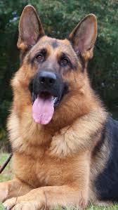 Pin By Ilknur Arslan On German Shepherd Photos German Shepherd Dogs Dog Breeds Dog Cat Pictures