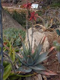 Image result for Aloe suprafoliata