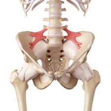 The adductor muscle group, also known as the groin muscles, is a group located on the medial side of the thigh. Treatments For Groin Pain In Women Caring Medical Florida