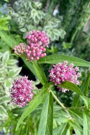 Image result for Asclepias aurea