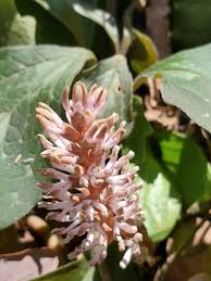 Image result for Buxaceae