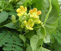 Image result for Telosma africana