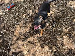Rescue Story of Mazie, a Feral Dog from Southern New Mexico