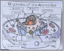 Maybe you would like to learn more about one of these? Animal Cell Organelles Worksheet Printable Worksheets And Activities For Teachers Parents Tutors And Homeschool Families